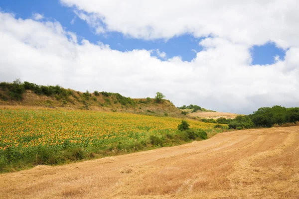 Paisagem de girassol em País Basco — Fotografia de Stock