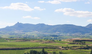 Üzüm bağları Haro, La Rioja, Spain