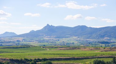 Üzüm bağları Haro, La Rioja, Spain