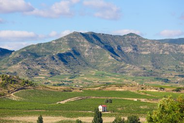 Üzüm bağları Haro, La Rioja, Spain