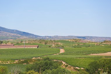 Üzüm bağları Haro, La Rioja, Spain