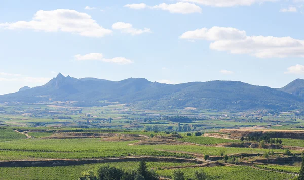 Vinice v Haro, La Rioja, Španělsko — Stock fotografie