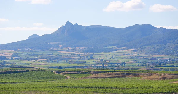 Weinberge in haro, la rioja, spanien — Stockfoto