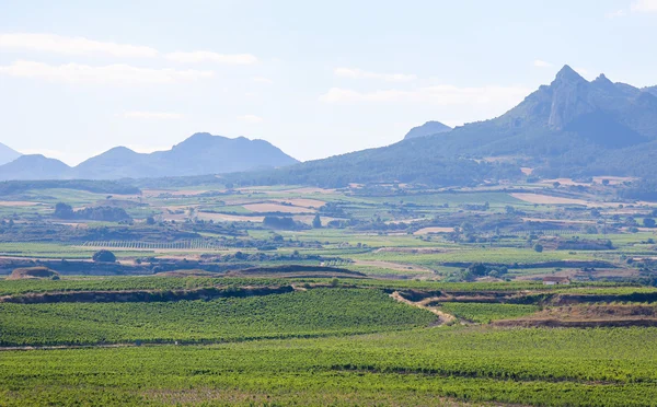 Weinberge in haro, la rioja, spanien — Stockfoto