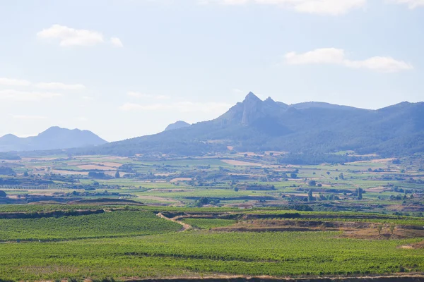 Weinberge in haro, la rioja, spanien — Stockfoto