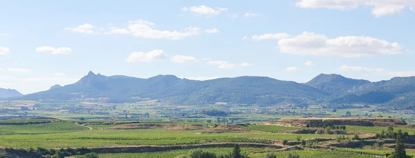 Wijngaarden in Haro, La Rioja, Spanje — Stockfoto