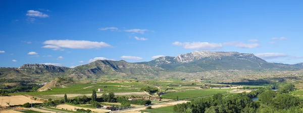 Vineyards in Haro, La Rioja, Spain — Stock Photo, Image