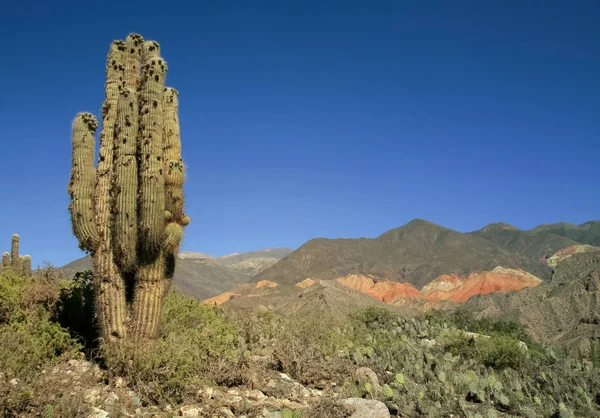 Cactus landscape in Argentina — Stock Photo, Image