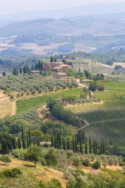 Üzüm bağları San Gimignano, Toskana, İtalya