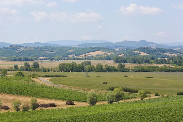 Wijngaarden in de buurt van San Gimignano, Toscane, Italië — Stockfoto
