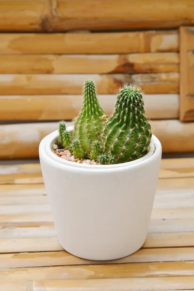 Pequeno cacto plantado em vasos — Fotografia de Stock