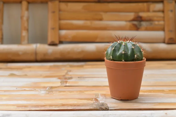 Kleiner Kaktus in Töpfen auf der Terrasse gepflanzt. — Stockfoto