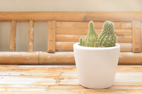 Kleiner Kaktus in Töpfen auf der Terrasse gepflanzt. — Stockfoto