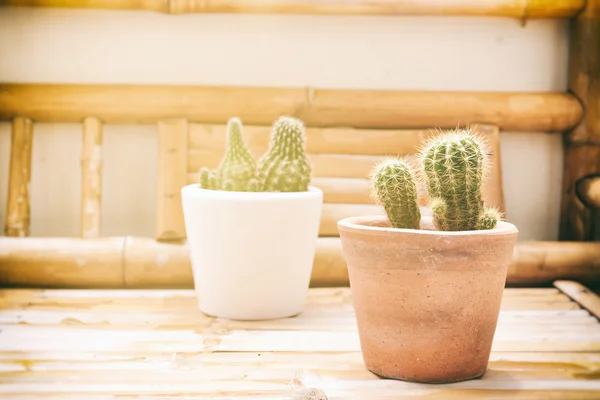 Kleiner Kaktus in Töpfen auf der Terrasse gepflanzt. — Stockfoto