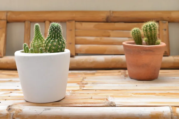 Kleiner Kaktus in Töpfen auf der Terrasse gepflanzt. — Stockfoto