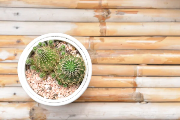 Small cactus planted in pots on the terrace.