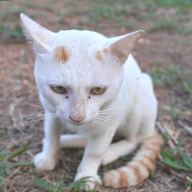 kırmızı benekli beyaz kedi resmi