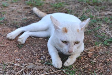 kırmızı benekli beyaz kedi resmi