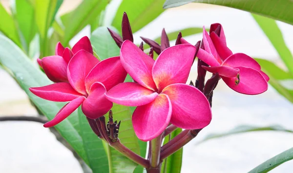 Plumeria virágok gyönyörű — Stock Fotó