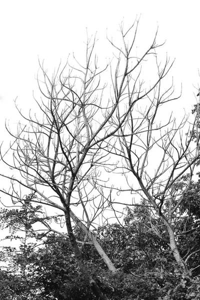 Albero nudo ramo sfondo texture — Foto Stock