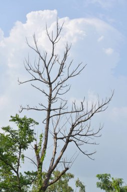 çıplak ağaca şube arka plan dokusu