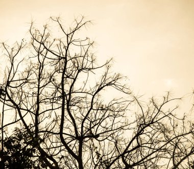 çıplak ağaca şube arka plan dokusu