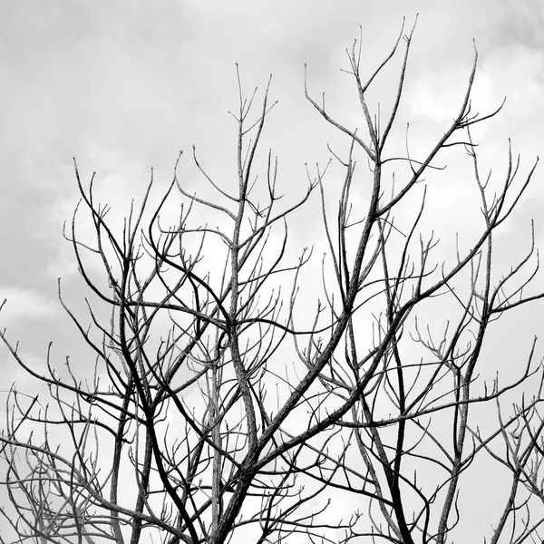 Nackte Baum Zweig Hintergrund Textur — Stockfoto