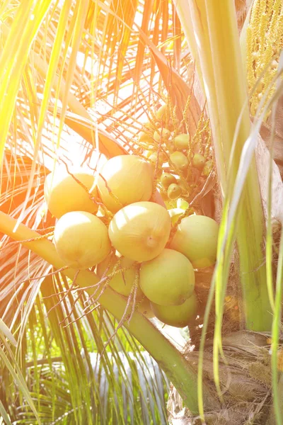 Green coconut at tree — Stock Photo, Image