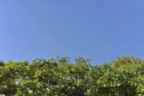 Hojas verdes contra el cielo azul — Foto de Stock