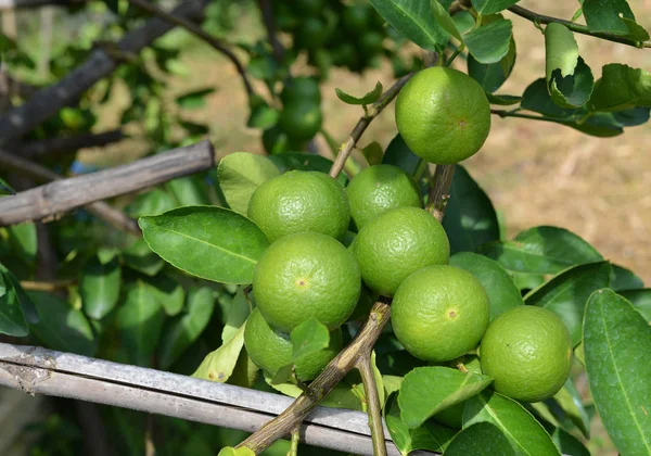 Thai green lemon tree — Stock Photo, Image
