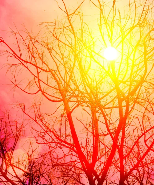 Silueta de árbol seco al atardecer —  Fotos de Stock