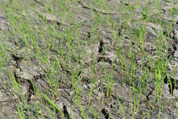 Reissämlinge auf einem trockenen Feld. — Stockfoto