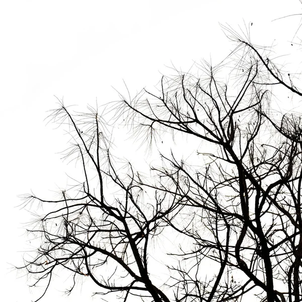 Image of Dry tree under sky — Stock Photo, Image