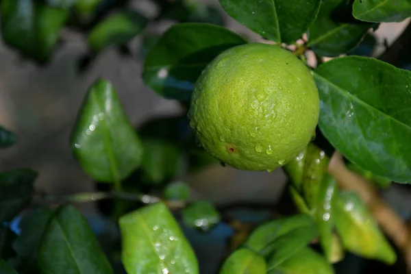 Thai green lemon tree — Stock Photo, Image