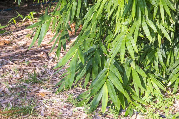 Bambu lämnar bakgrund — Stockfoto