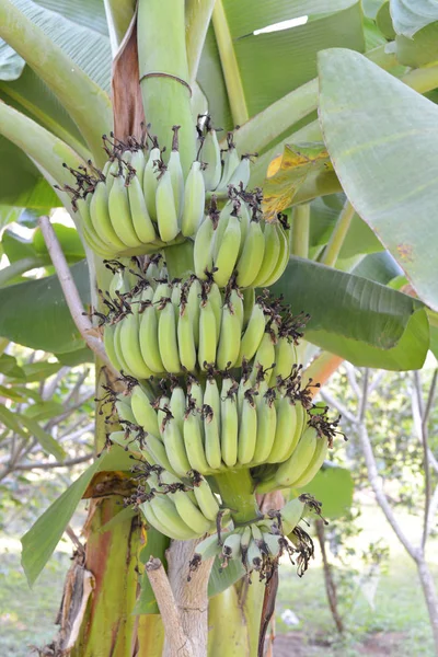 Bananen op de boom — Stockfoto