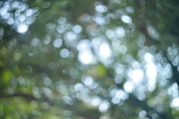 Green bokeh from tree — Stock Photo, Image