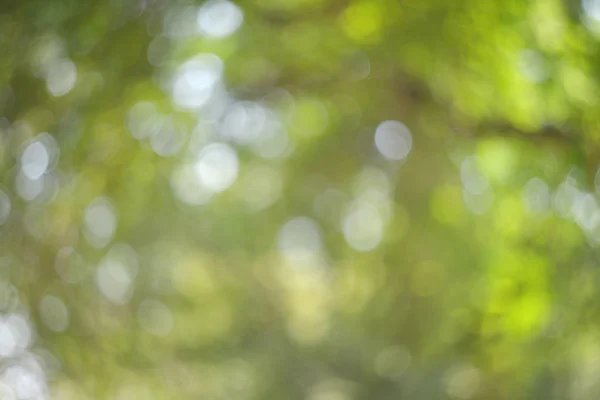 Green bokeh from tree — Stock Photo, Image