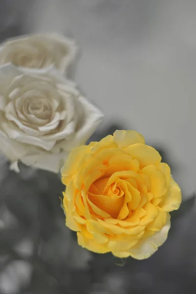 Ročník žluté růže — Stock fotografie