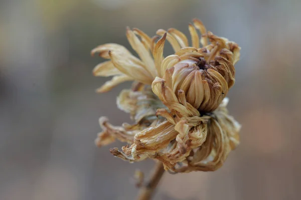 Суха квітка Зникаючі Осінні квіти — стокове фото
