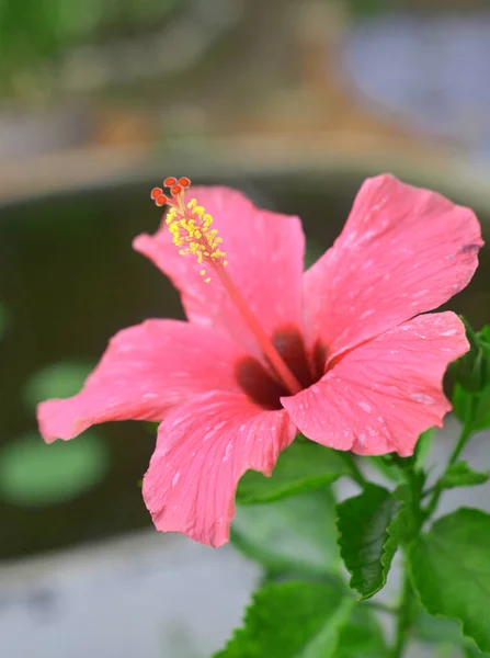 Hibisco tropical rojo en flor —  Fotos de Stock