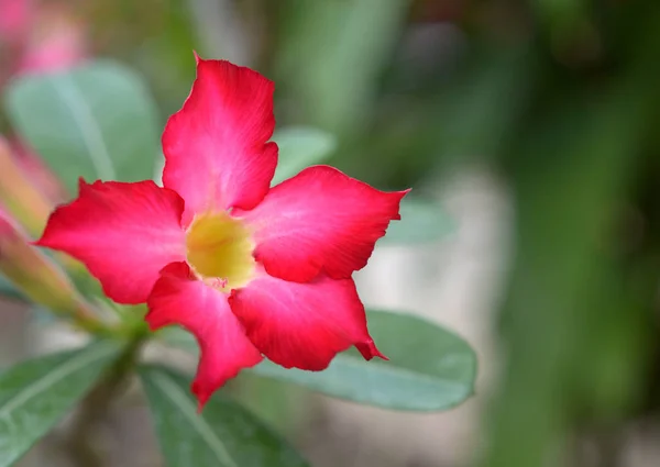 Rode azalea bloemen maken een prachtige — Stockfoto