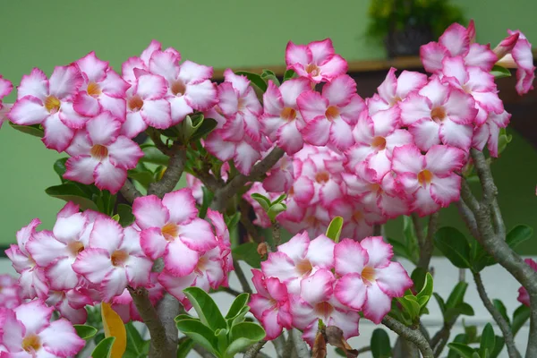 Рожеві квіти азалії для створення красивого — стокове фото