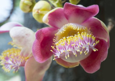 Shorea robusta çiçek ağaç üzerinde