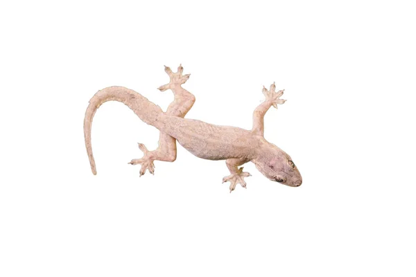 Lagarto de casa - gekco isolado em fundo branco — Fotografia de Stock