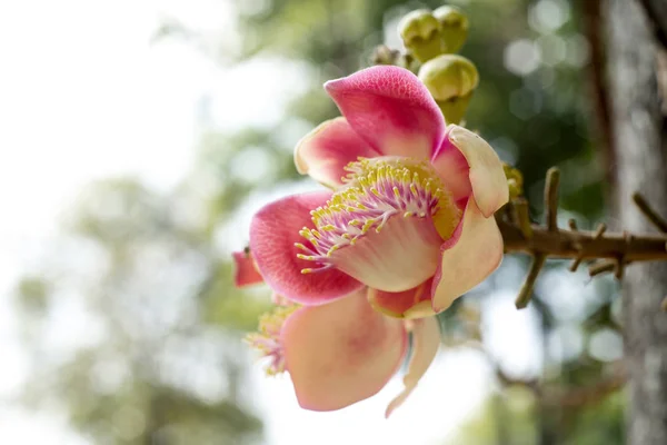 Shorea robusta bloemen aan de boom — Stockfoto