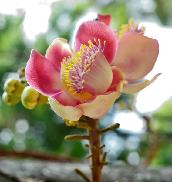 Shorea robusta bloemen aan de boom — Stockfoto