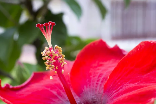 Macro-opname van een mooie roze tropische hibiscus bloem — Stockfoto