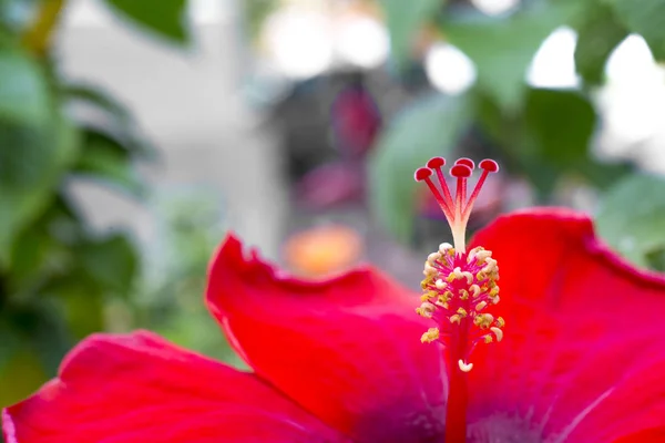 아름 다운 핑크 열 대 히 비 스커 스 꽃의 매크로 촬영 — 스톡 사진