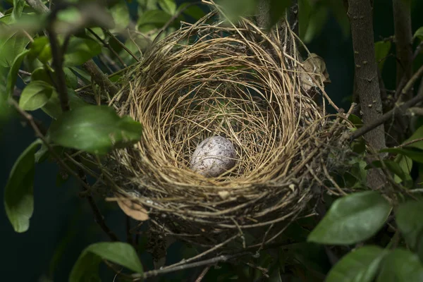 Nid d'oiseau sur l'arbre avec des œufs — Photo